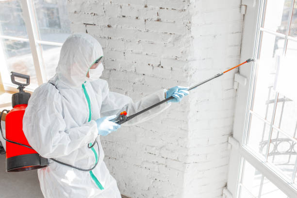 Best Mold Remediation for Vacation Homes  in USA